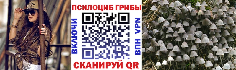 Псилоцибиновые грибы мицелий  где купить наркоту  Сясьстрой 